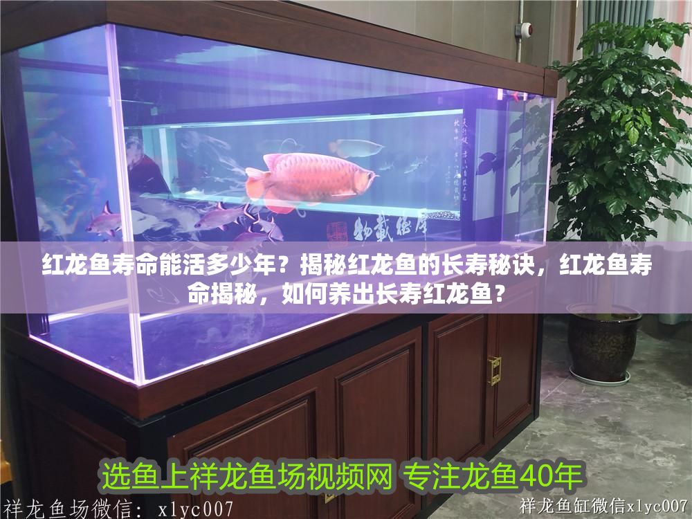 紅龍魚壽命能活多少年？揭秘紅龍魚的長壽秘訣，紅龍魚壽命揭秘，如何養(yǎng)出長壽紅龍魚？