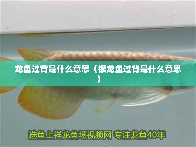 龍魚過背是什么意思（銀龍魚過背是什么意思） 龍魚過背是什么意思（銀龍魚過背是什么意思） 銀龍魚百科