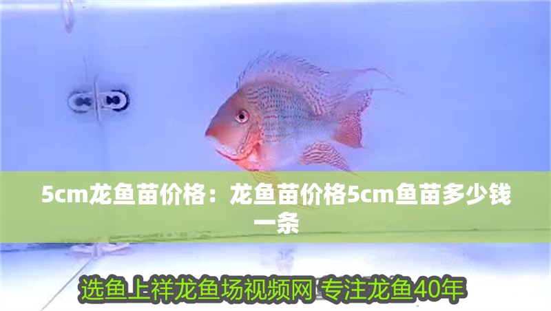 5cm龍魚苗價格：龍魚苗價格5cm魚苗多少錢一條