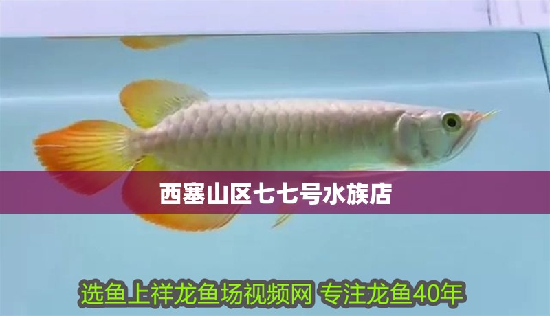 西塞山區(qū)七七號水族店