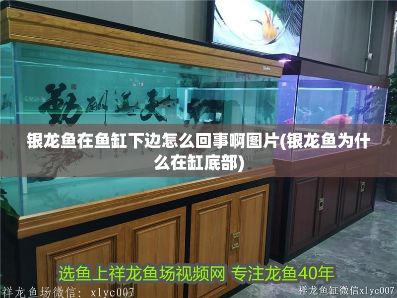 銀龍魚在魚缸下邊怎么回事啊圖片(銀龍魚為什么在缸底部)