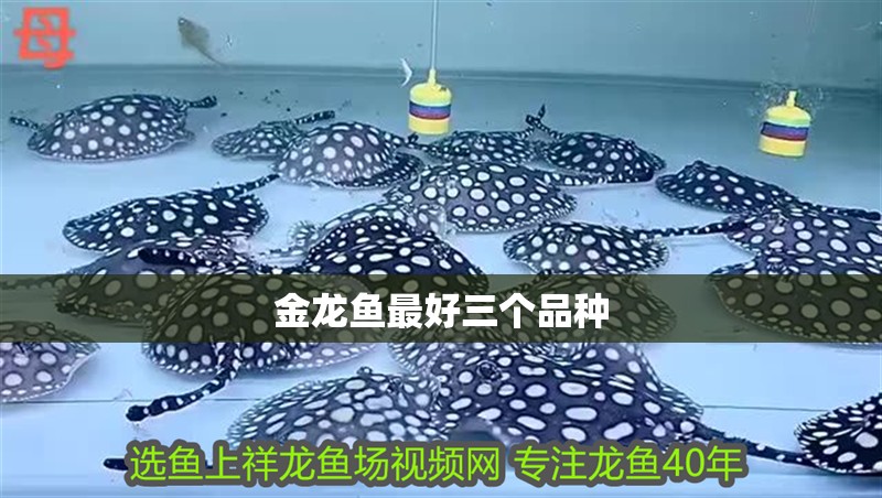 金龍魚最好三個品種