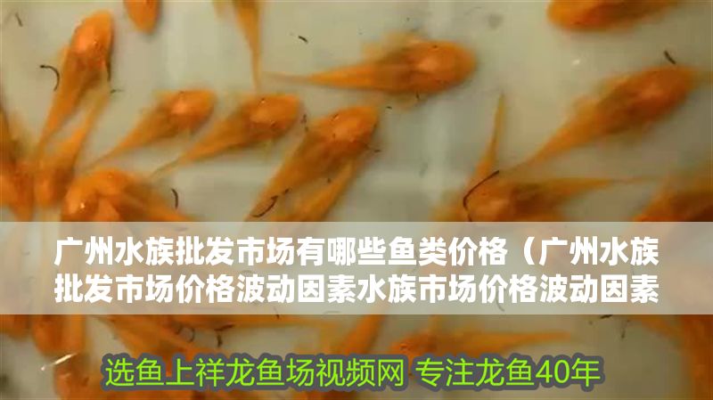 廣州水族批發市場有哪些魚類價格（廣州水族批發市場價格波動因素水族市場價格波動因素）