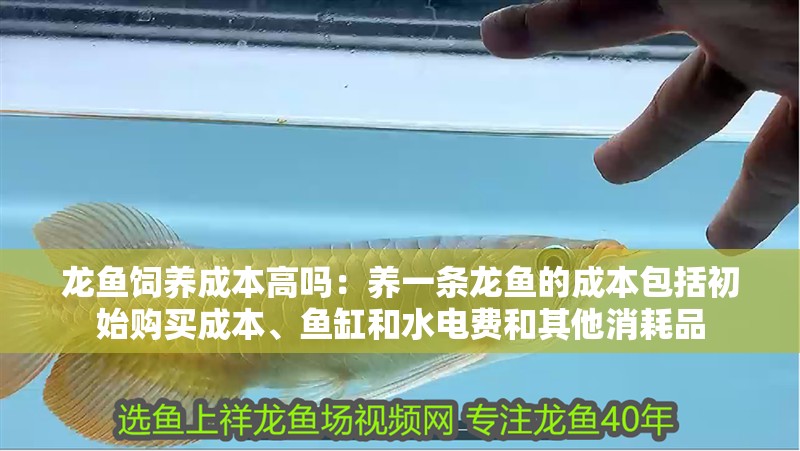 龍魚飼養成本高嗎：養一條龍魚的成本包括初始購買成本、魚缸和水電費和其他消耗品