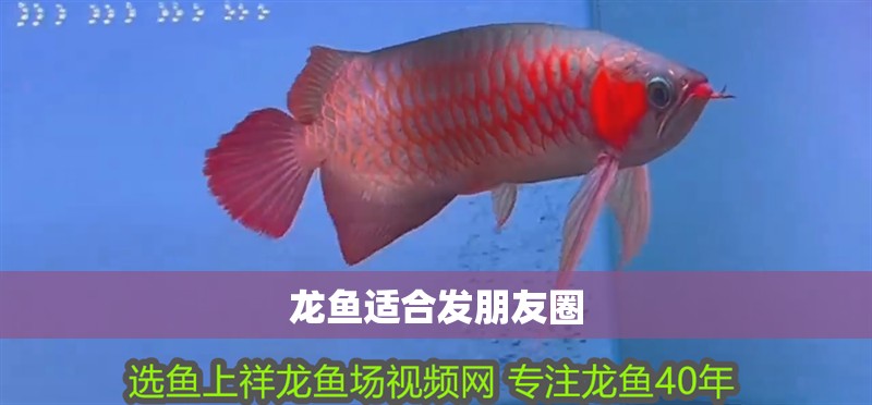 龍魚適合發朋友圈