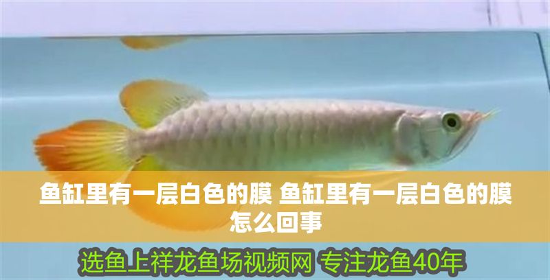 魚缸里有一層白色的膜 魚缸里有一層白色的膜怎么回事