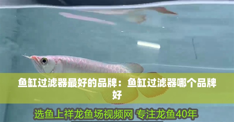 魚缸過濾器最好的品牌：魚缸過濾器哪個(gè)品牌好 魚缸過濾器最好的品牌：魚缸過濾器哪個(gè)品牌好 魚缸百科