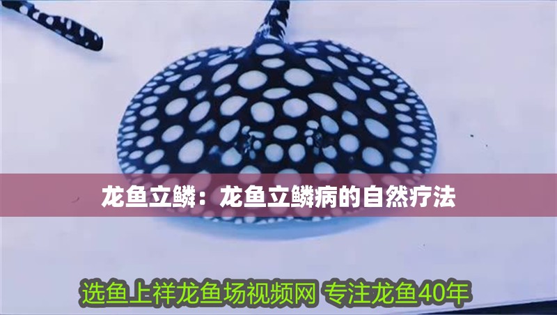 龍魚立鱗：龍魚立鱗病的自然療法
