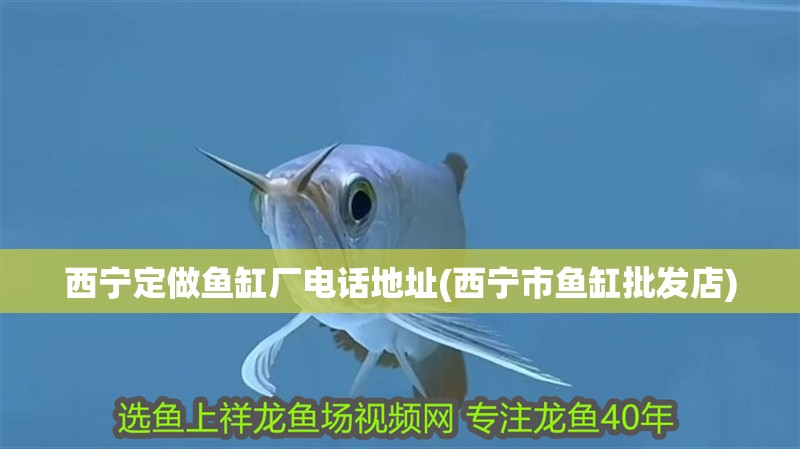 西寧定做魚缸廠電話地址(西寧市魚缸批發店)