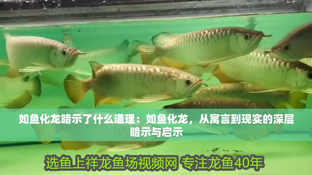 如魚化龍暗示了什么道理：如魚化龍，從寓言到現實的深層暗示與啟示
