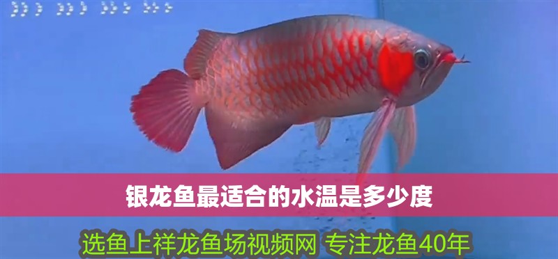 銀龍魚最適合的水溫是多少度