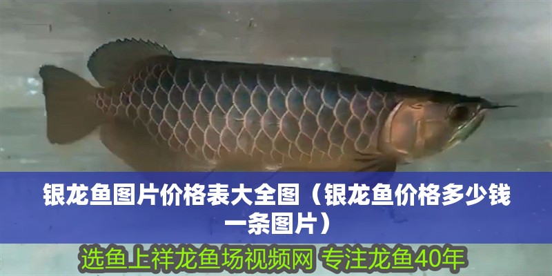 銀龍魚圖片價格表大全圖（銀龍魚價格多少錢一條圖片）