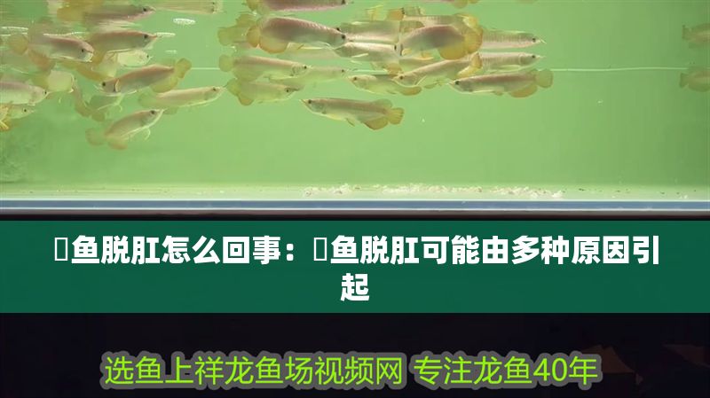 魟魚脫肛怎么回事：魟魚脫肛可能由多種原因引起