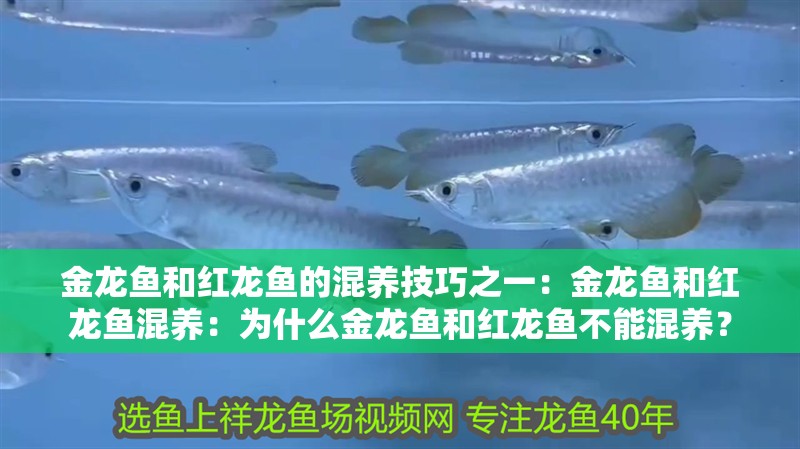 金龍魚和紅龍魚的混養技巧之一：金龍魚和紅龍魚混養：為什么金龍魚和紅龍魚不能混養？