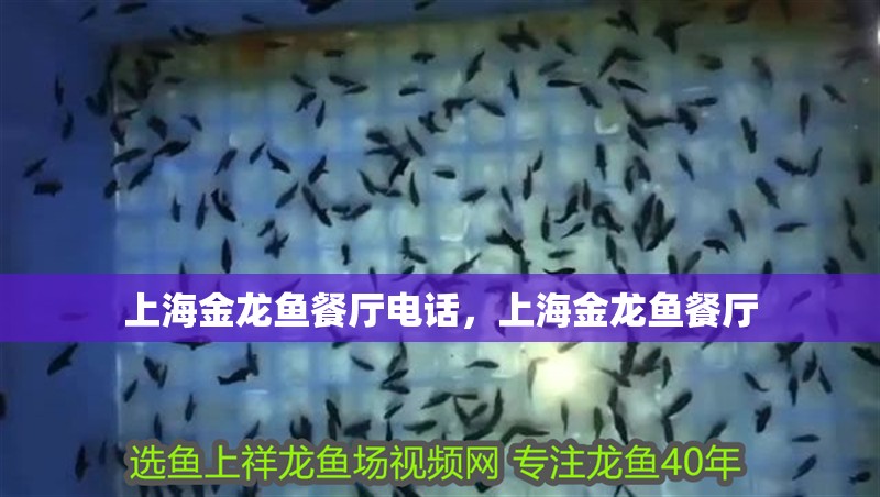 上海金龍魚餐廳電話，上海金龍魚餐廳