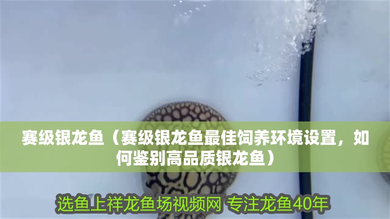 賽級銀龍魚（賽級銀龍魚最佳飼養環境設置，如何鑒別高品質銀龍魚）