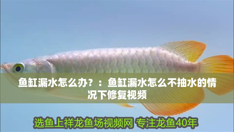魚缸漏水怎么辦？：魚缸漏水怎么不抽水的情況下修復視頻