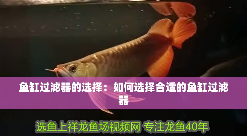 魚缸過濾器的選擇：如何選擇合適的魚缸過濾器
