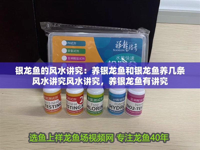 銀龍魚的風水講究：養銀龍魚和銀龍魚養幾條風水講究風水講究，養銀龍魚有講究
