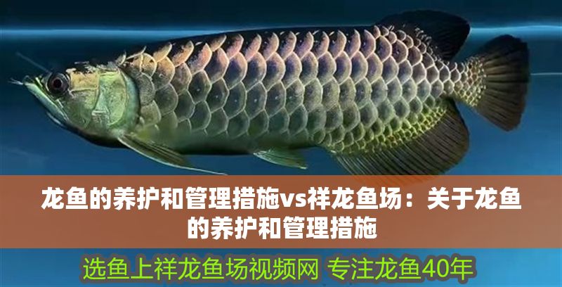 龍魚的養護和管理措施vs祥龍魚場：關于龍魚的養護和管理措施