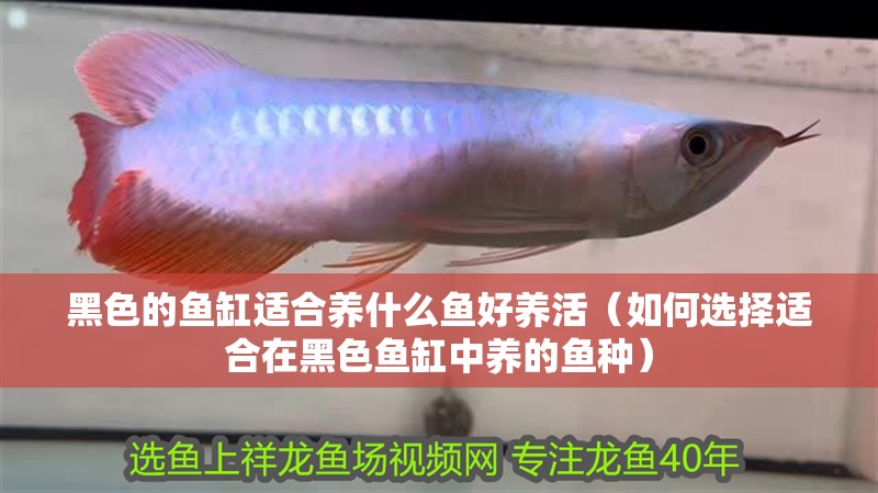 黑色的魚缸適合養什么魚好養活（如何選擇適合在黑色魚缸中養的魚種）