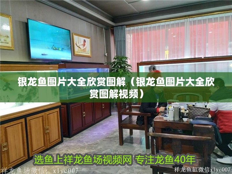 銀龍魚圖片大全欣賞圖解（銀龍魚圖片大全欣賞圖解視頻）