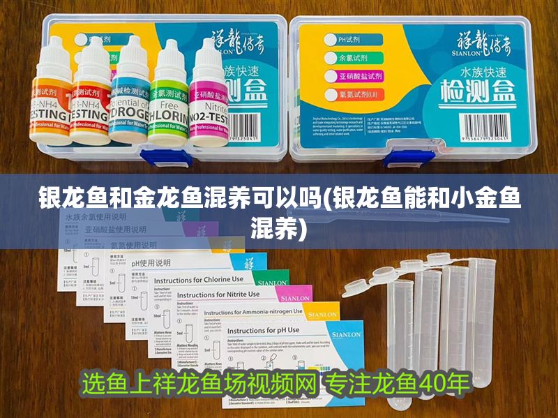 銀龍魚和金龍魚混養(yǎng)可以嗎(銀龍魚能和小金魚混養(yǎng))