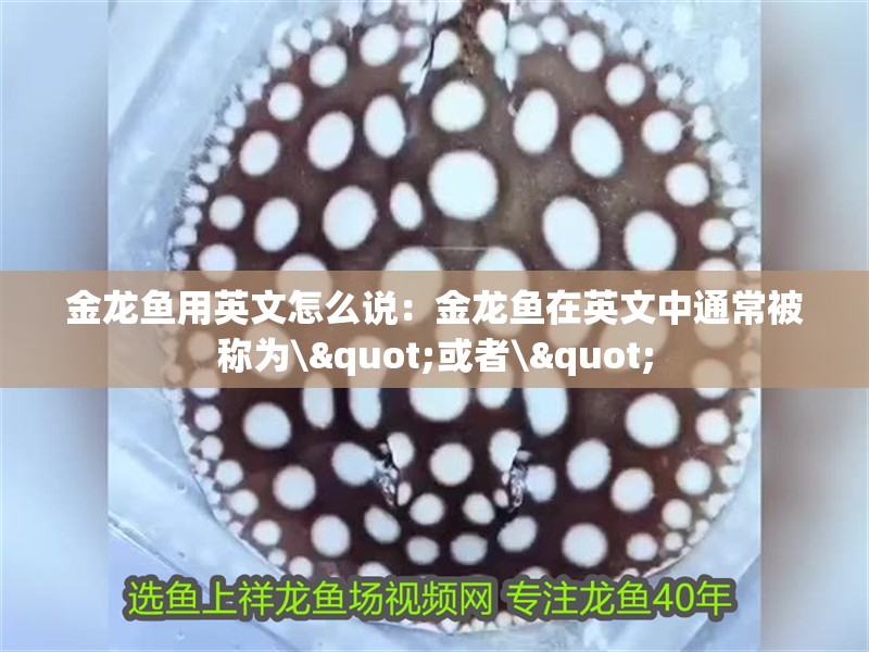 金龍魚用英文怎么說：金龍魚在英文中通常被稱為\"或者\"