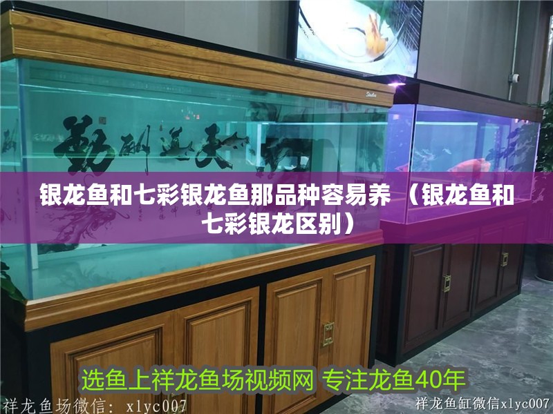 銀龍魚和七彩銀龍魚那品種容易養 （銀龍魚和七彩銀龍區別）