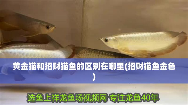 黃金貓和招財貓魚的區別在哪里(招財貓魚金色)