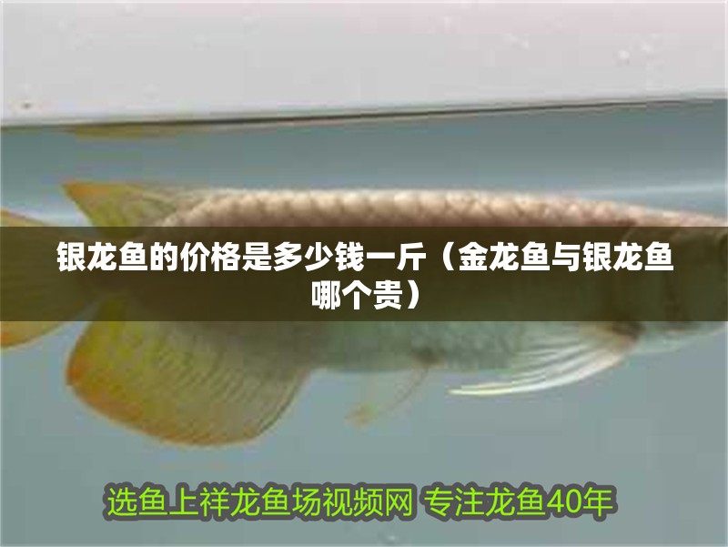 銀龍魚的價格是多少錢一斤（金龍魚與銀龍魚哪個貴）