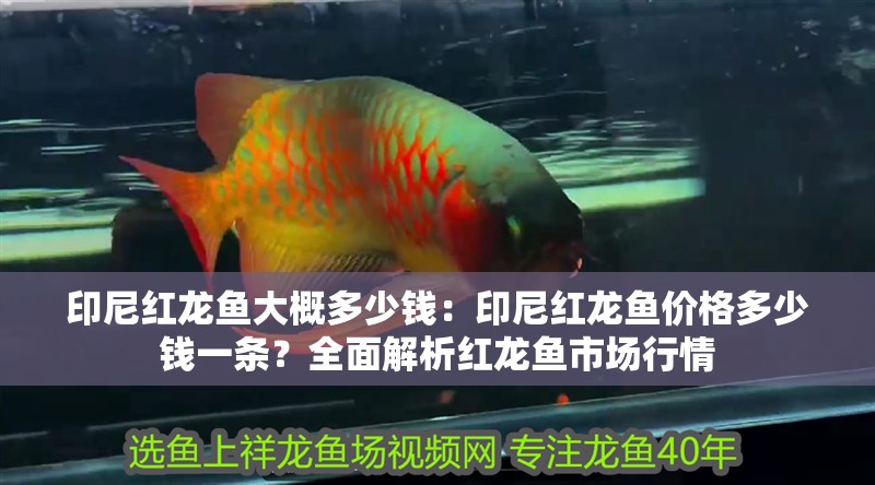 印尼紅龍魚大概多少錢：印尼紅龍魚價格多少錢一條？全面解析紅龍魚市場行情