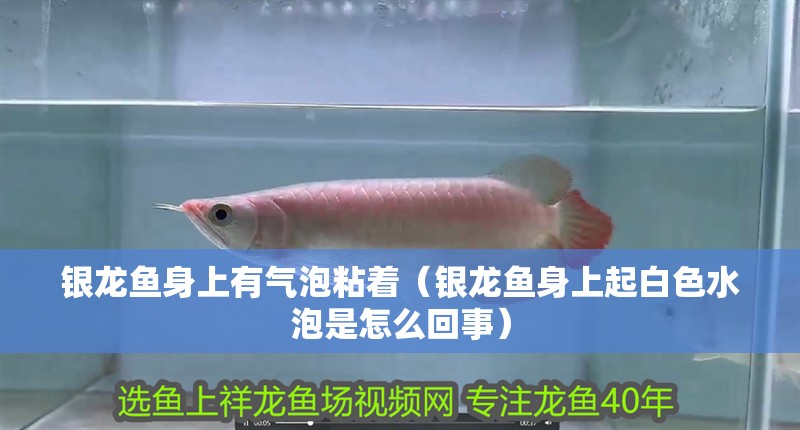 銀龍魚身上有氣泡粘著（銀龍魚身上起白色水泡是怎么回事）