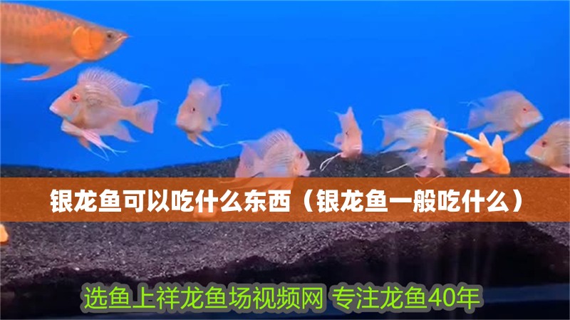 魚缸用增氧泵價(jià)格是多少:魚缸增氧機(jī)-xtrac增氧機(jī)-xtrac增氧機(jī) 銀龍魚可以吃什么東西(銀龍魚一般吃什么) 銀龍魚百科 銀龍魚可以吃什么東西(銀龍魚一般吃什么) 銀龍魚可以吃什么東西(銀龍魚一般吃什么) 銀龍魚百科
