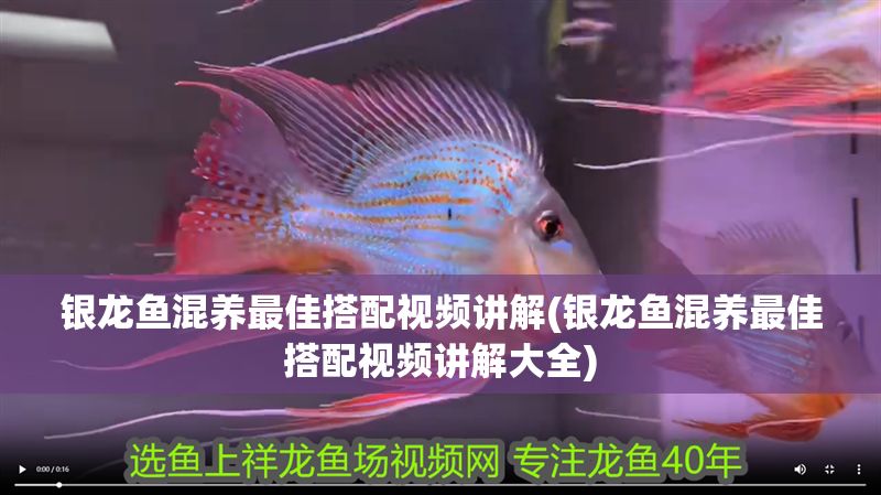 銀龍魚混養最佳搭配視頻講解(銀龍魚混養最佳搭配視頻講解大全)