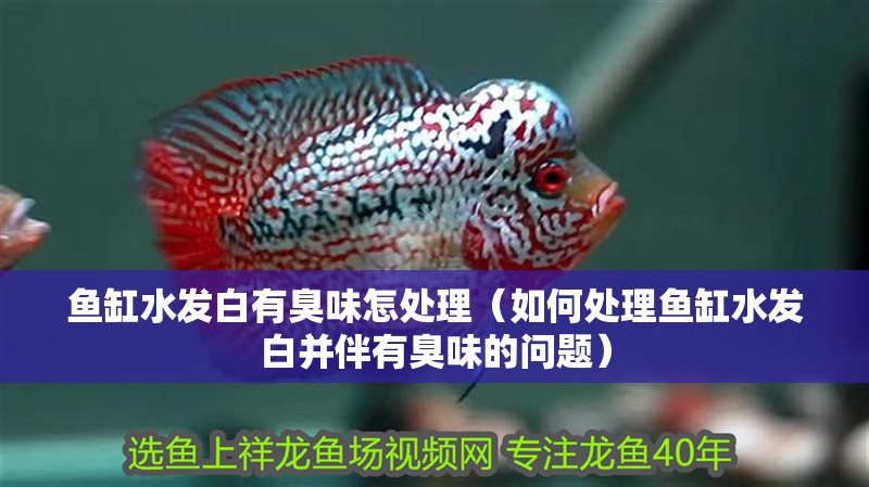 魚缸水發白有臭味怎處理（如何處理魚缸水發白并伴有臭味的問題）