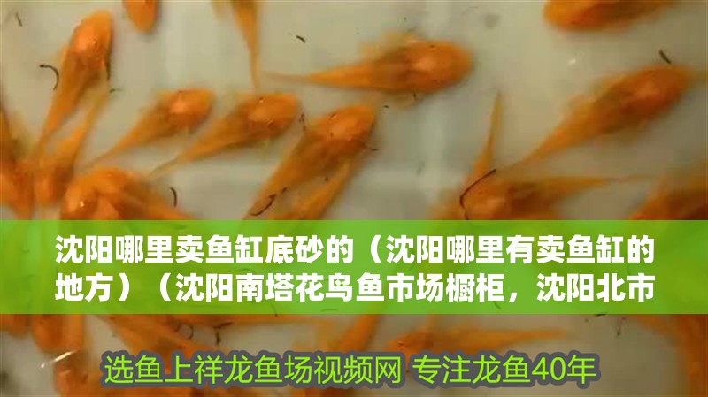 沈陽哪里賣魚缸底砂的（沈陽哪里有賣魚缸的地方）（沈陽南塔花鳥魚市場櫥柜，沈陽北市花鳥魚蟲市場櫥柜）
