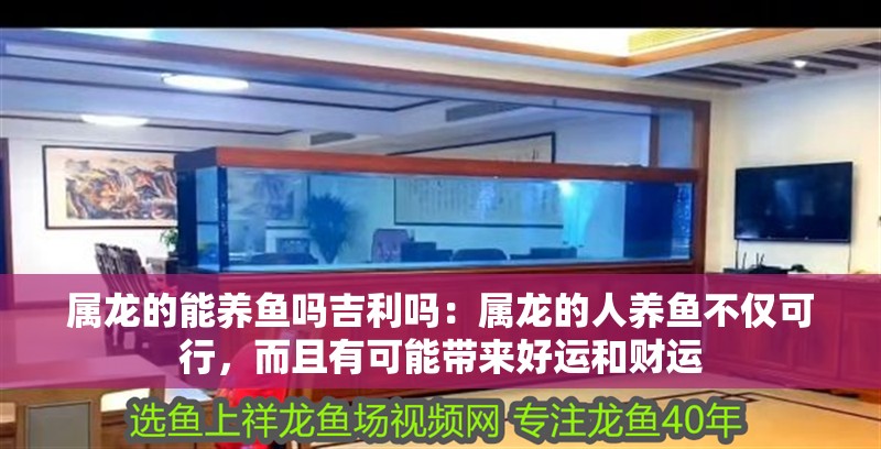 屬龍的能養(yǎng)魚嗎吉利嗎：屬龍的人養(yǎng)魚不僅可行，而且有可能帶來好運和財運