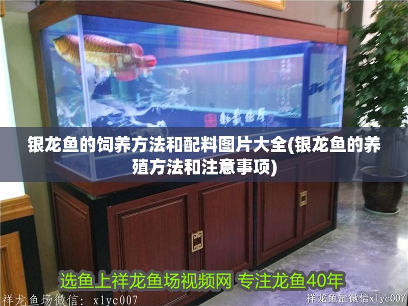 銀龍魚的飼養方法和配料圖片大全(銀龍魚的養殖方法和注意事項)