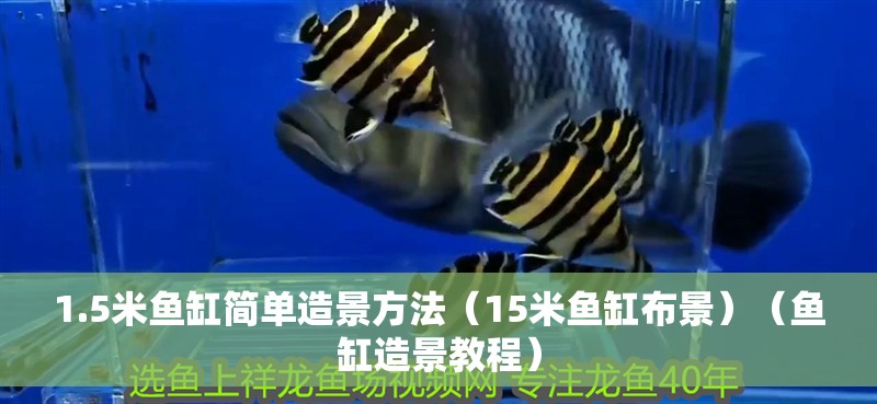 1.5米魚缸簡單造景方法（15米魚缸布景）（魚缸造景教程）