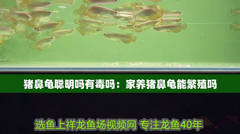 豬鼻龜聰明嗎有毒嗎：家養(yǎng)豬鼻龜能繁殖嗎