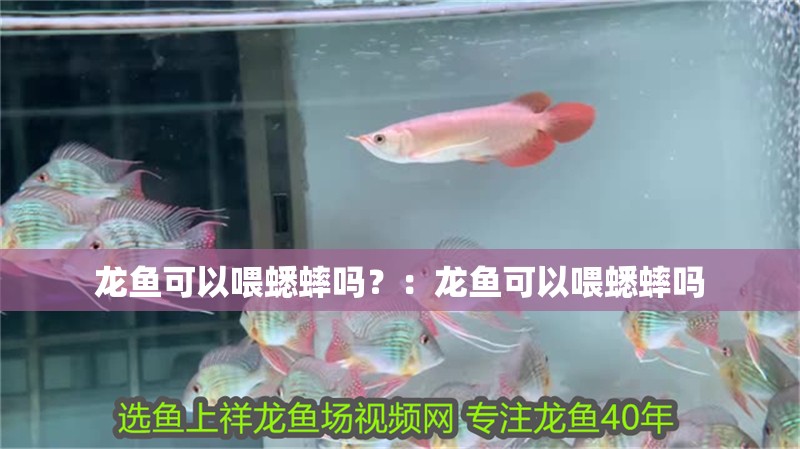 龍魚可以喂蟋蟀嗎？：龍魚可以喂蟋蟀嗎