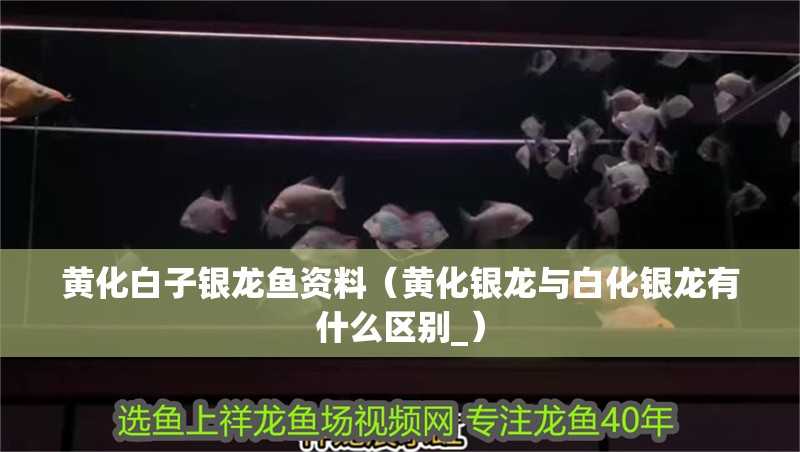 黃化白子銀龍魚資料（黃化銀龍與白化銀龍有什么區別_）