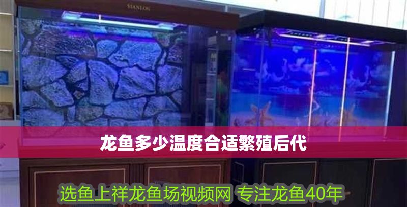 龍魚多少溫度合適繁殖后代