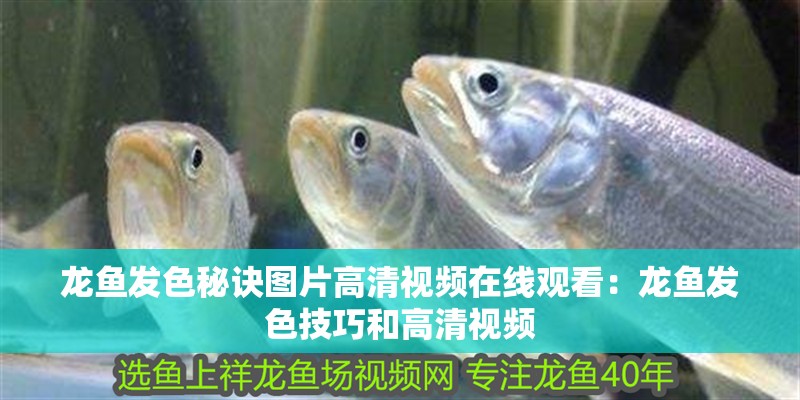 龍魚發色秘訣圖片高清視頻在線觀看：龍魚發色技巧和高清視頻