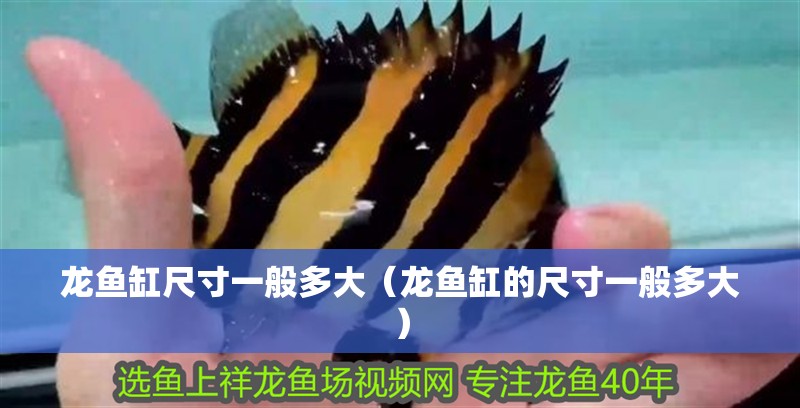 龍魚缸尺寸一般多大（龍魚缸的尺寸一般多大）
