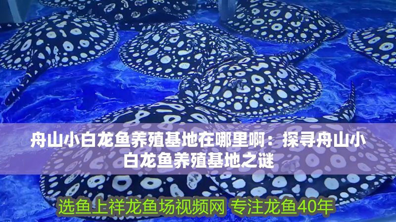 舟山小白龍魚養殖基地在哪里啊：探尋舟山小白龍魚養殖基地之謎