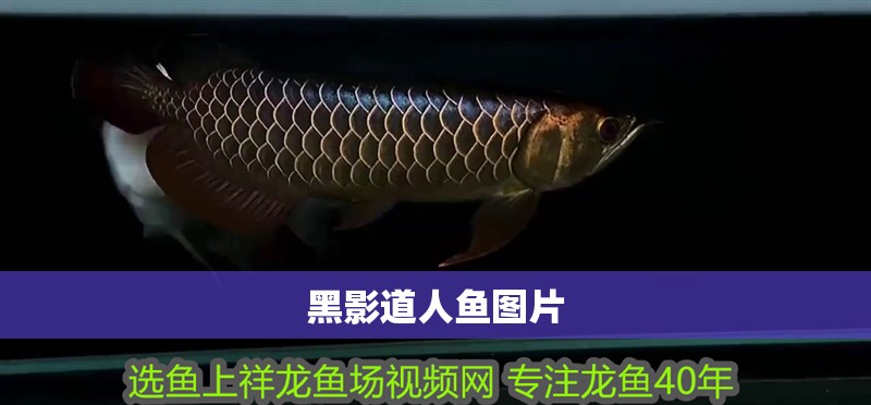 黑影道人魚圖片