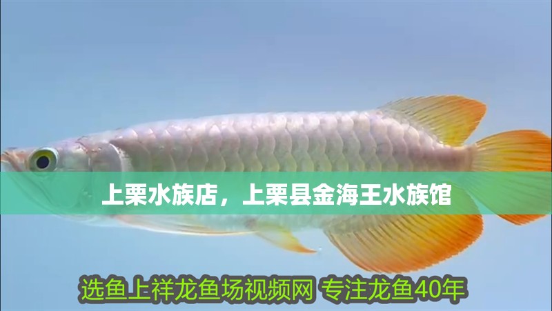 上栗水族店，上栗縣金海王水族館