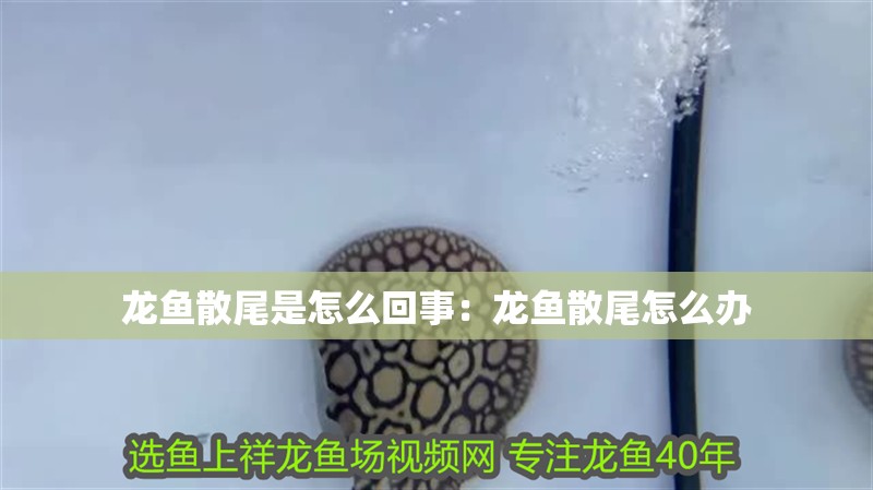 龍魚散尾是怎么回事：龍魚散尾怎么辦